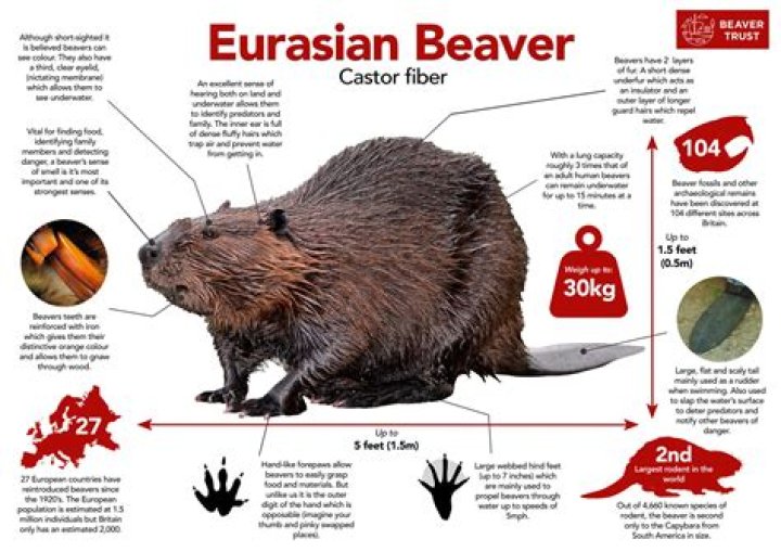 Unveiling The Curious Origins Of Beaver's Nickname: Discoveries And Insights
