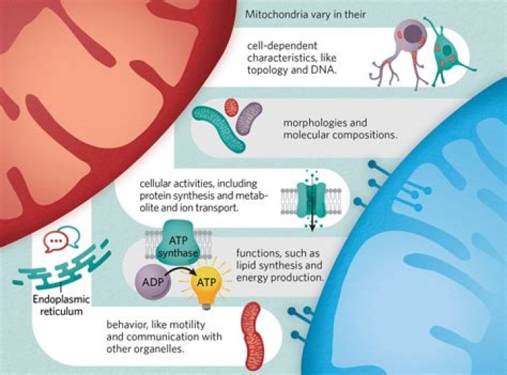 Unveiling The Multifaceted Ciara Ann Estrada: A Journey Of Discovery